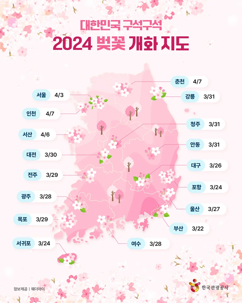 2024년 벚꽃 개화시기